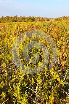 Coastal Prairie Landscape Everglades