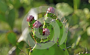 Coastal pricklypear buds, Opuntia littoralis, Rio de Janeiro