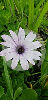 Coastal purple daisy