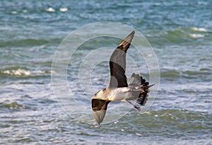 Coastal Pursuers: Parasitic Jaeger Birds Flying Over the Beach