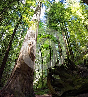 Coastal Redwood Trees Thrive in Humboldt, California