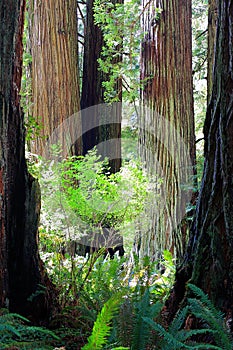 Coastal Redwoods, Sequoia sempervirens, in Del Norte State Park, UNESCO World Heritage Site, Northern California photo