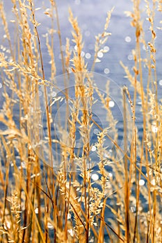 Coastal reed