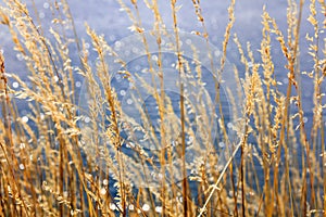 Coastal reed