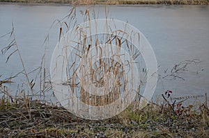 Coastal reed and lake water