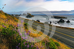 Coastal road overlooking Meyers Creek Beach in Oregon with wildflowers