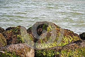 Coastal rocks covered with bladderwrack and Blidingia minima green seaweed