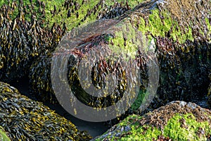 Coastal rocks covered with bladderwrack and Blidingia minima green seaweed photo