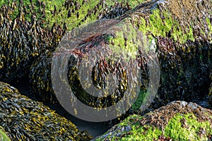 Coastal rocks covered with bladderwrack and Blidingia minima green seaweed