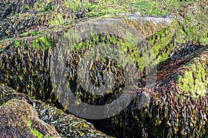 Coastal rocks covered with bladderwrack and Blidingia minima green seaweed