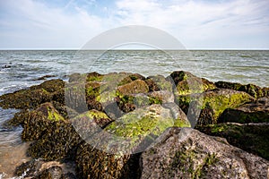 Coastal rocks covered with bladderwrack and Blidingia minima green seaweed