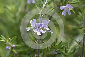 Coastal rosemary photo