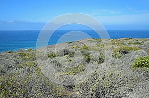 Coastal Sage Community in the Dana Point Headlands Conservation area..