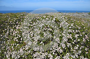 Coastal Sage Community in the Dana Point Headlands Conservation area..