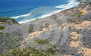 Coastal Sage Community in the Dana Point Headlands Conservation area.