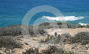 Coastal Sage Community in the Dana Point Headlands Conservation area..