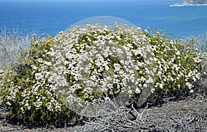 Coastal Sage Community in the Dana Point Headlands Conservation area..