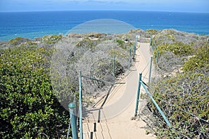 Coastal Sage Community in the Dana Point Headlands Conservation area..