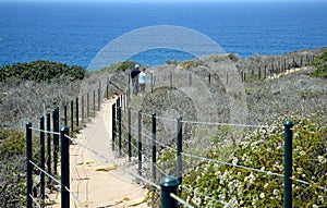 Coastal Sage Community in the Dana Point Headlands Conservation area..