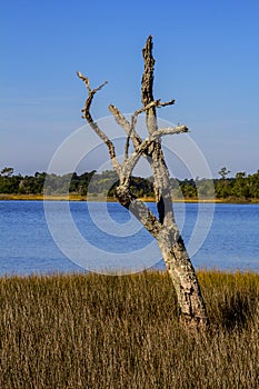 Un albero sul bordo da costiero acqua salata marea pantano 