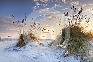 Coastal Sand and Sea Oats North Carolina Sunrise photo