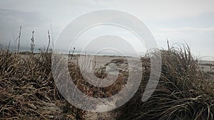 Coastal sandunes photo