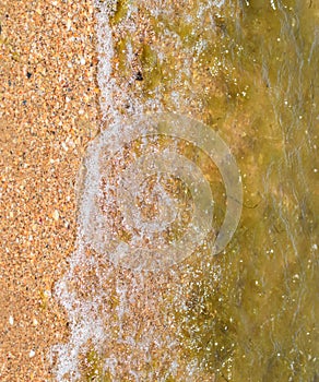 Coastal sea waves. Seawater seaweed. Coastal algae. Sea beach