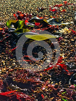 Coastal seaweed on the beach