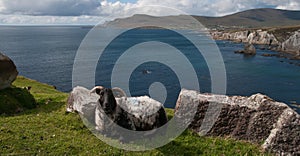 Coastal Sheep In Achill Island