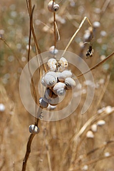 Coastal snails (Theba pisana) on stem