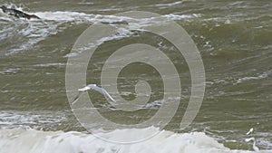 Coastal storm, turbulent waves crash against rocks, seagull soars amidst gusts, natures fury displayed, churning sea