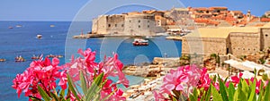 Coastal summer landscape, banner - view of the blooming oleander and the Old Town of Dubrovnik