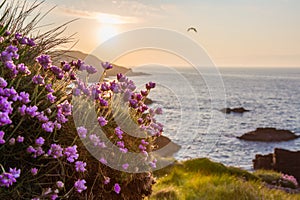 Coastal Sunrise With Flowers in the Foreground