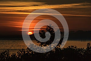 Coastal sunset behind pine trees