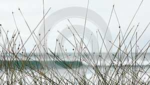 Coastal surf break and beach view through dune grasses on an overcast cool looking day