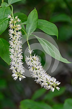 Coastal sweetpepperbush Clethra alnifolia Anne Bidwell, racemes with white flowers