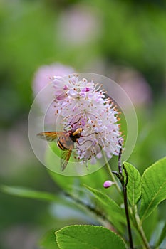 Coastal sweetpepperbush Clethra alnifolia Pink spire pink flowers and a hoverfly