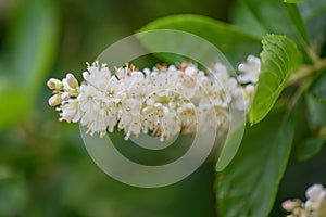 Coastal sweetpepperbush Clethra alnifolia, spike with white flowers