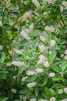 Coastal sweetpepperbush Clethra alnifolia, white flowering shrub