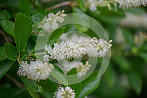 Coastal sweetpepperbush Clethra alnifolia, white flowers