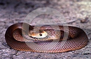 Coastal Taipan