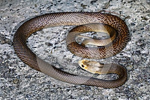 Coastal Taipan
