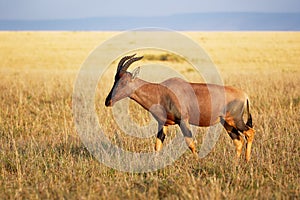 Coastal Topi - Damaliscus lunatus, highly social antelope, subspecies of common tsessebe, occur in Kenya, formerly found in