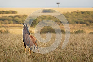 Coastal Topi - Damaliscus lunatus, highly social antelope, subspecies of common tsessebe, occur in Kenya, formerly found in