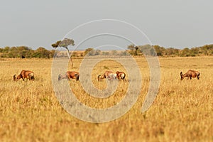 Coastal Topi - Damaliscus lunatus, highly social antelope, subspecies of common tsessebe, occur in Kenya, formerly found in