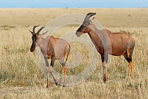 Coastal Topi - Damaliscus lunatus, highly social antelope, subspecies of common tsessebe, occur in Kenya, formerly found in