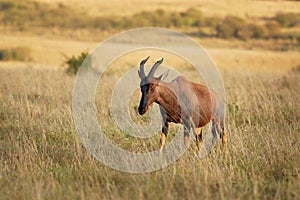 Coastal Topi - Damaliscus lunatus, highly social antelope, subspecies of common tsessebe, occur in Kenya, formerly found in