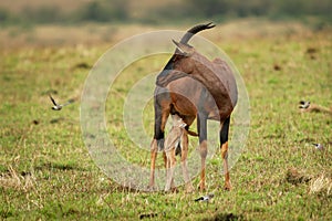 Coastal Topi - Damaliscus lunatus, highly social antelope, subspecies of common tsessebe, occur in Kenya, Somalia, from reddish