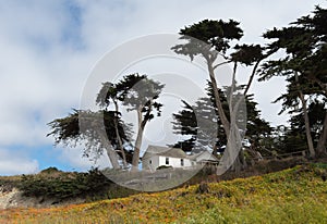 Coastal trees surround a residence