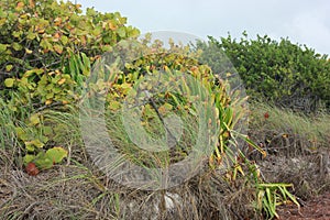 Coastal vegetation in Florida Keys